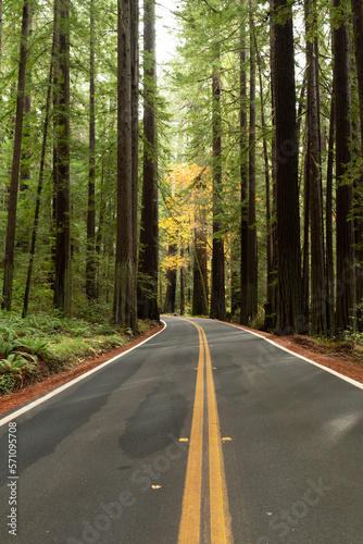 Redwood Forest Highway, Northern California, USA photo