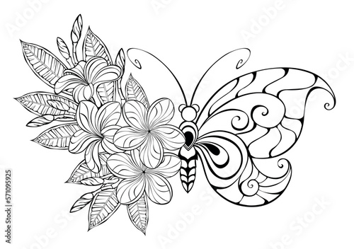 Flower butterfly with contour plumeria