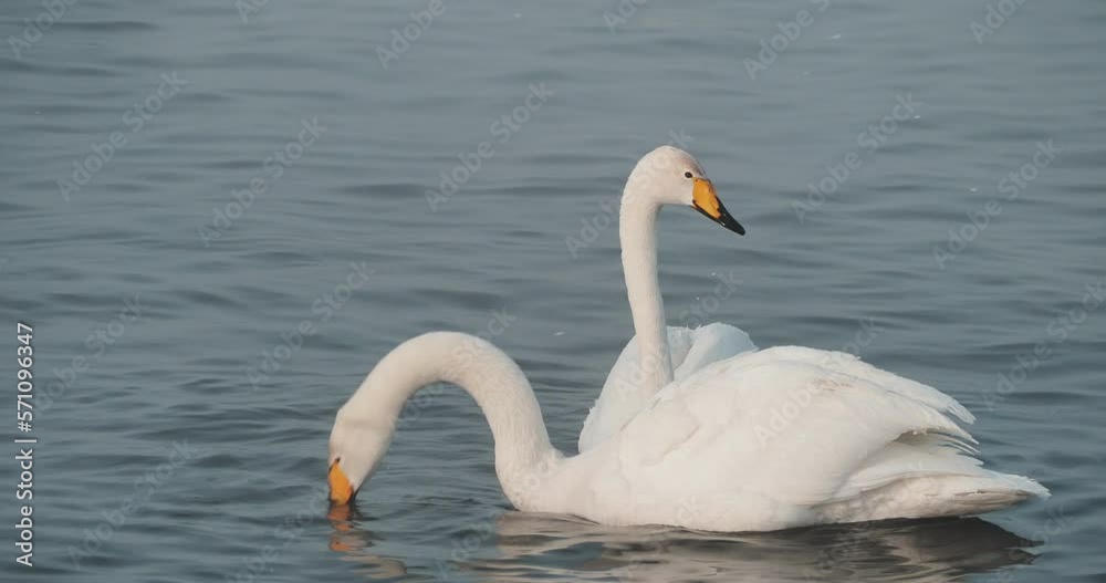 Seasons, February. A pair of swans swims on a lake that does not freeze in winter. Lake Svetloye, Siberia. Hand held. The camera is moving. Seasons, February. A pair of swans swims on a lake that does not freeze in winter. Lake Svetloye, Siberia. Hand held. The camera is moving.