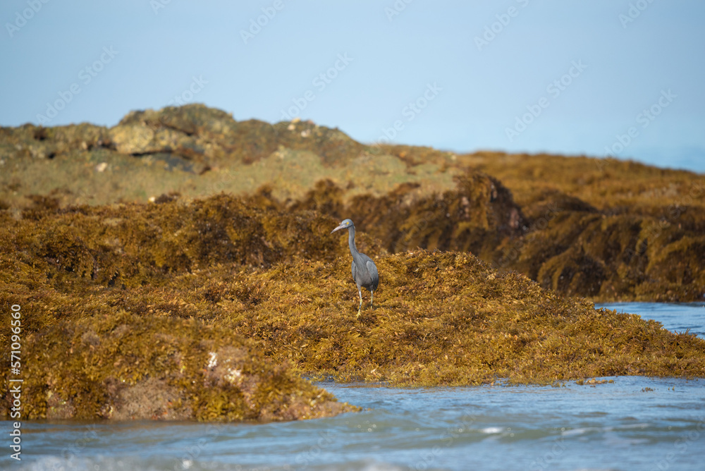 Fototapeta premium A gray egret on the rock in the sea