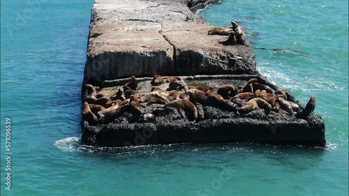 sea lions move along the breakwater. Nevelsk Sakhalin Island. view from the top