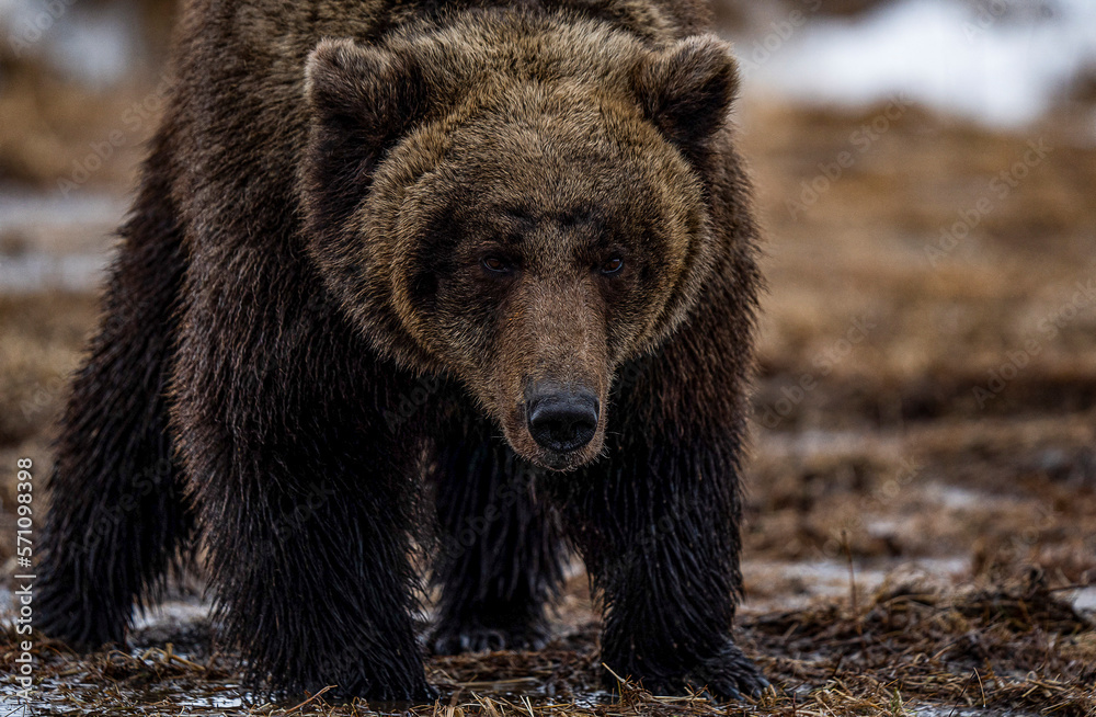 brown bear. close-up. brown grizzly bear 