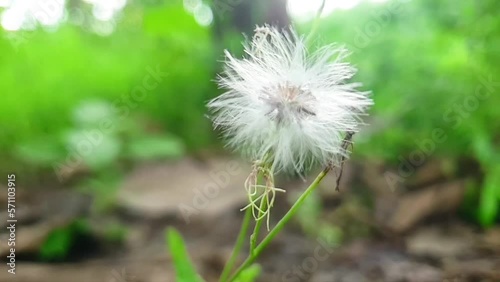 Sintrong flower or Crassocephalum crepidioides shake in the wind. photo