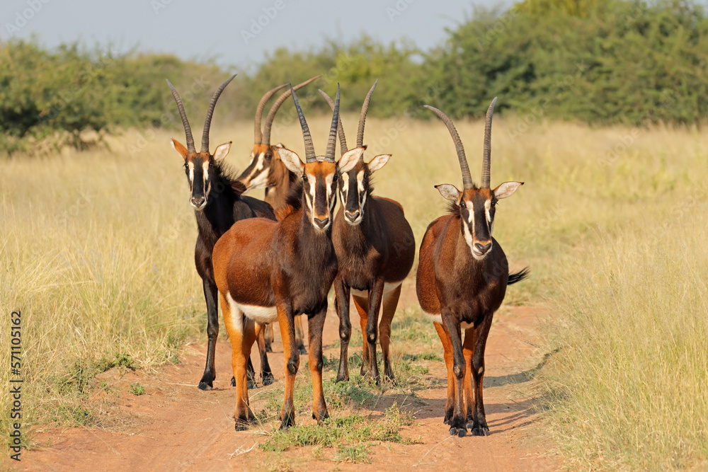A group of sable antelopes (Hippotragus niger) in natural habitat, South Africa. A group of sable antelopes (Hippotragus niger) in natural habitat, South Africa.