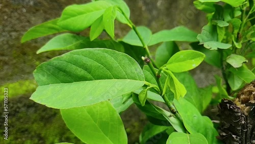 Annona squamosa leaves (also called Srikaya) with a natural background. In traditional Indian and American medicine, the leaves are used in a decoction to treat dysentery and urinary tract infection