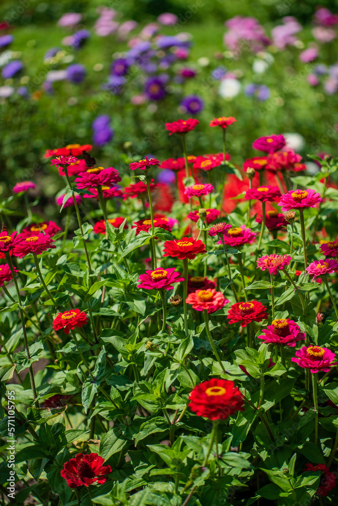 garden with colorful flowers closeup