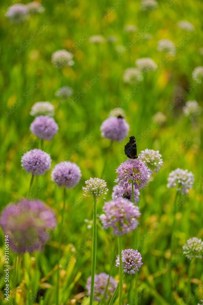 Fototapeta premium onion flowers in the garden