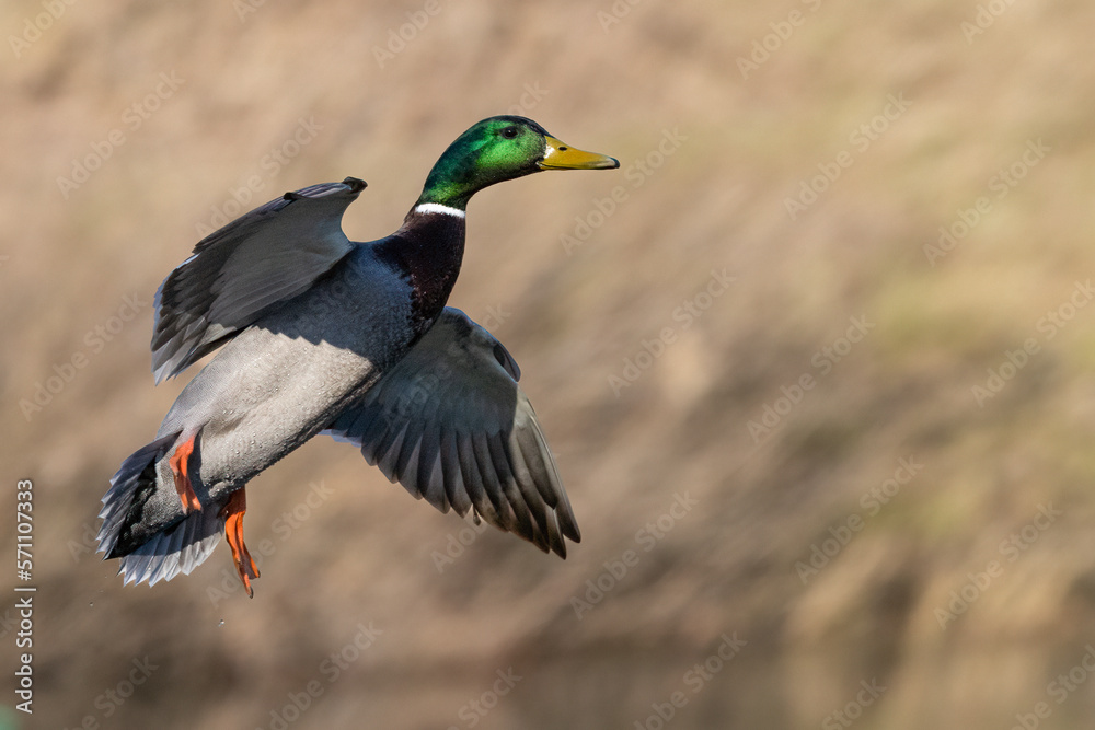 Fototapeta premium Stockente (Anas platyrhynchos)