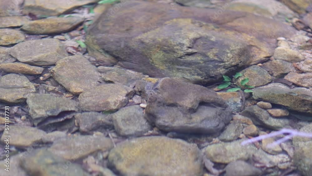 fish swim in natural pond in the jungle fish swim in natural pond in the jungle