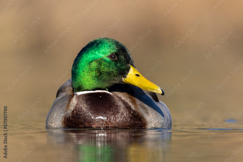 Fototapeta premium Stockente (Anas platyrhynchos)