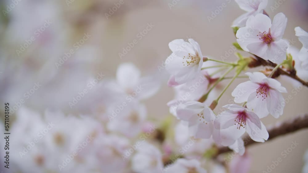 桜 桜