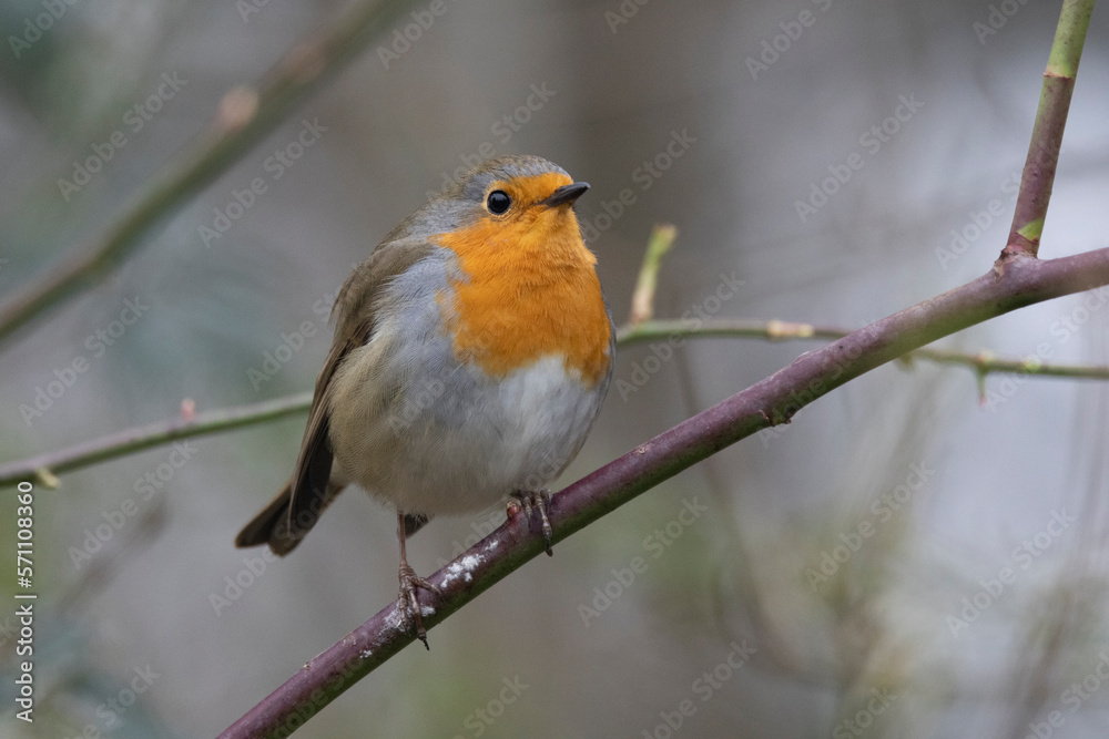 Rotkehlchen (Erithacus rubecula)