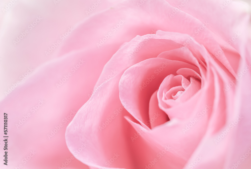 Pink rose flower. Macro flowers background for holiday design Pink rose flower. Macro flowers background for holiday design