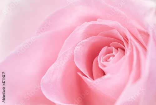Pink rose flower. Macro flowers background for holiday design