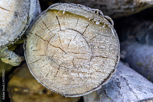 round cut of a tree