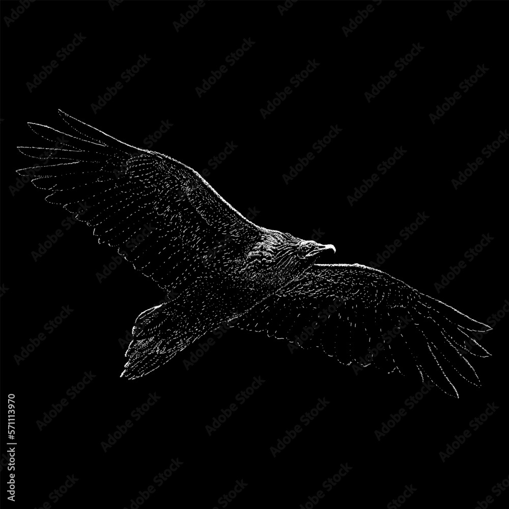 Egyptian Vulture hand drawing vector isolated on black background.