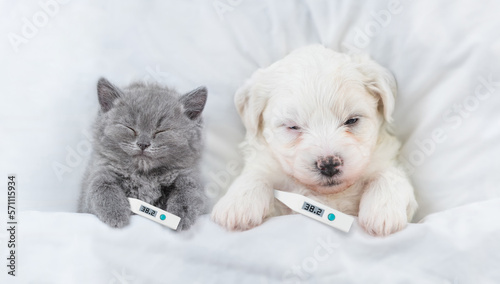 Tablou canvas Sick kitten and Bichon Frise puppy sleep with lying with thermometer on a bed at home
