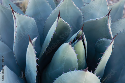 Close up of the large spines of a cactus-like plant