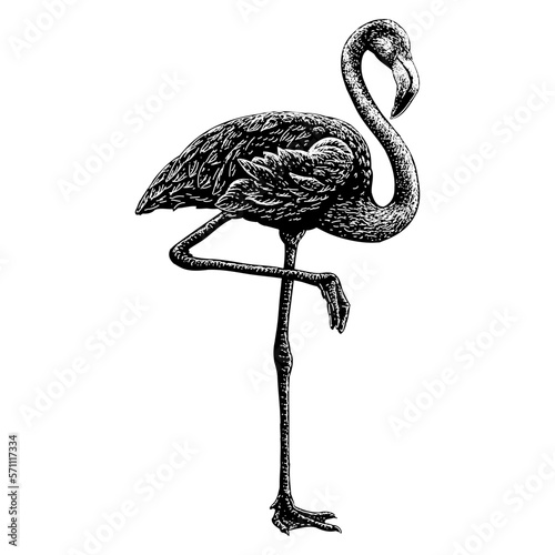 Flamingo hand drawing. Vector illustration isolated on background.