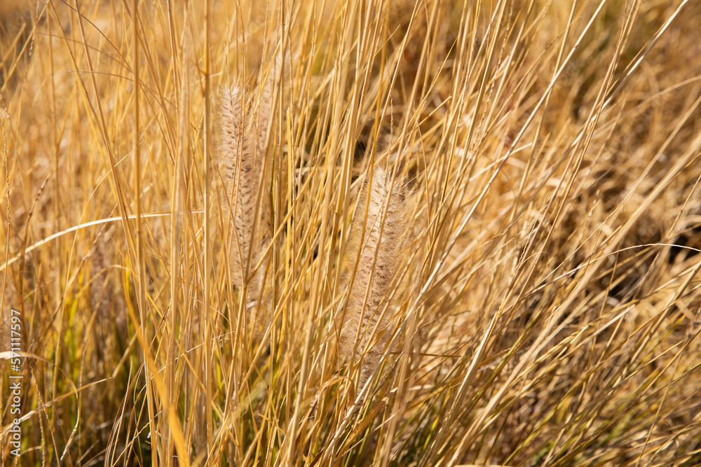 Golden wheat ears in a yellow field full of grass Golden wheat ears in a yellow field full of grass