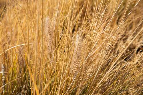 Golden wheat ears in a yellow field full of grass © Monica