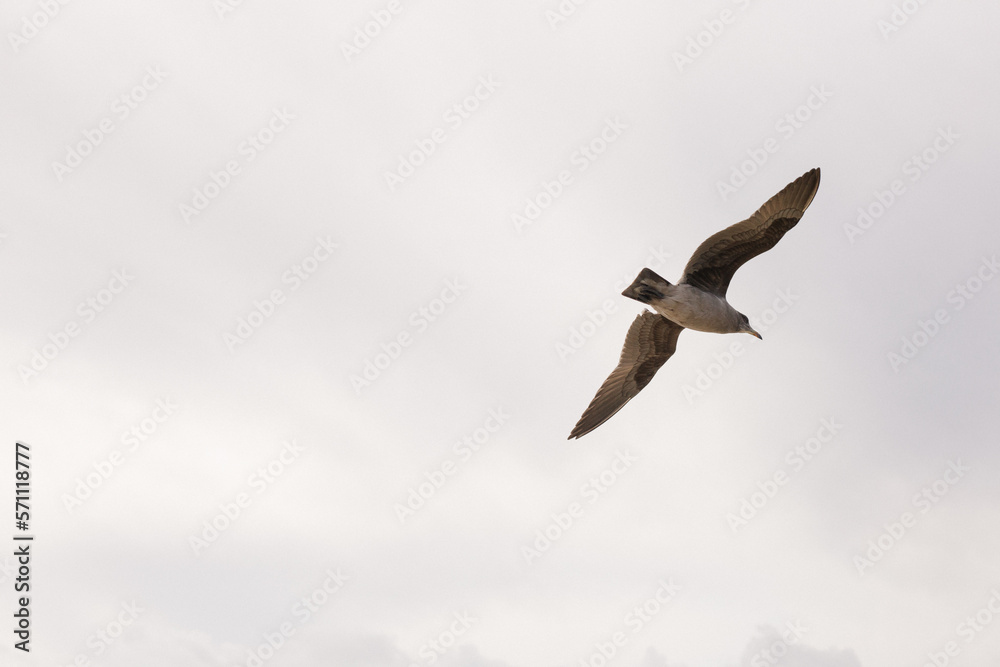 Obraz premium seagull in flight
