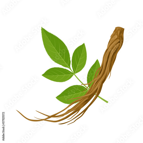 Vector illustration, Dried root of Dong quai, or Angelica sinensis, with green leaves, isolated on white background. photo