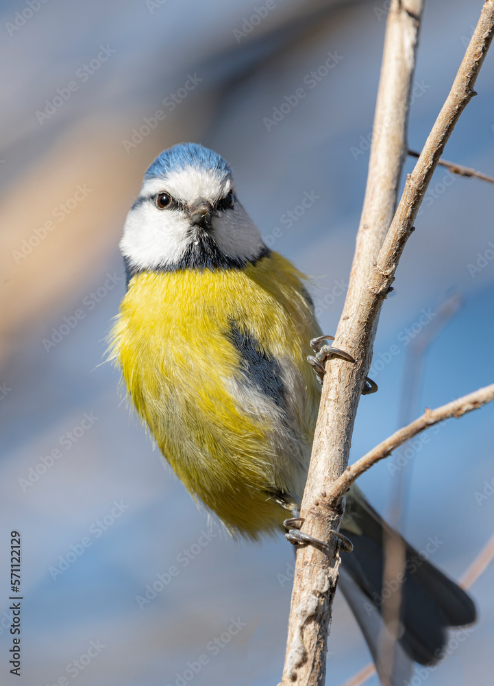 Obraz premium great spotted woodpecker