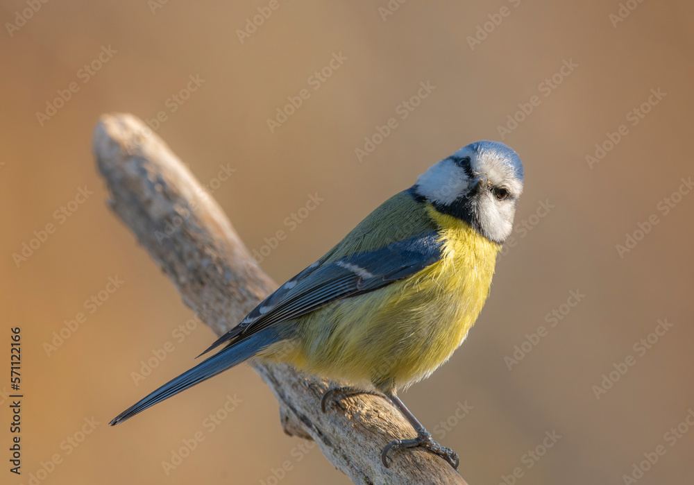 Obraz premium spotted woodpecker