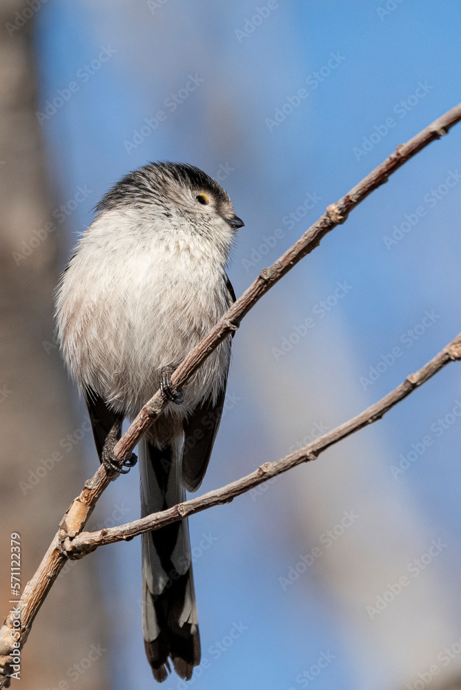 Fototapeta premium sparrow on a branch