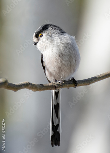 sparrow on a branch