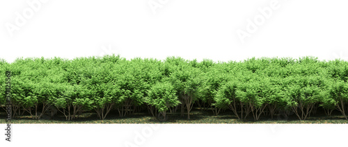 forest line, trees in the forest with grass and fallen leaves, isolated on transparent background, 3D illustration, cg render