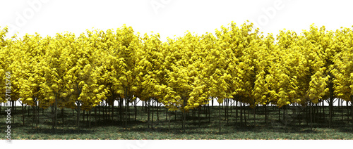 forest line, trees in the forest with grass and fallen leaves, isolated on transparent background, 3D illustration, cg render