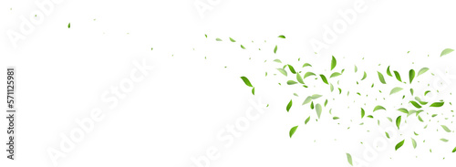 Mint Leaf Swirl Vector Panoramic White Background
