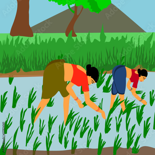 Vector of Indian Female farmers working in paddy field, tradtional agriculture concept.