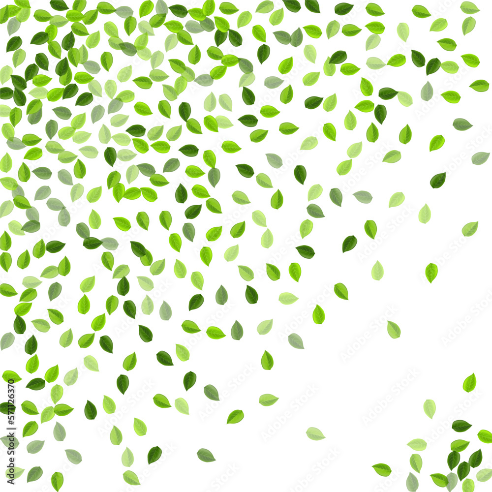 Lime Leaves Fresh Vector Brochure. Swirl Foliage Lime Leaves Fresh Vector Brochure. Swirl Foliage