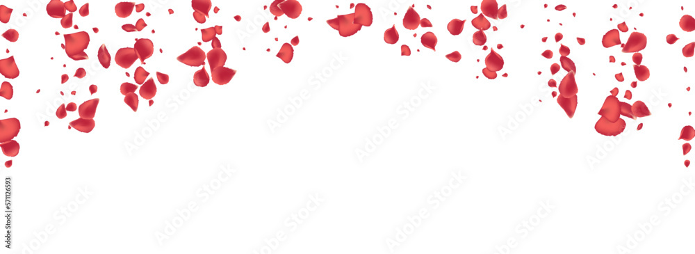 Delicate Cherry Japan Vector Panoramic White Delicate Cherry Japan Vector Panoramic White