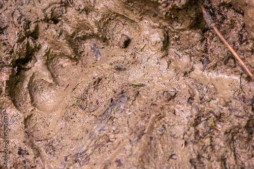 brown bear footprint imprinted in the mud in Romania in Muntii Ciucas
 photo