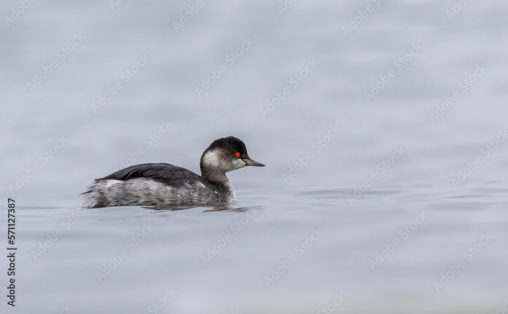 water bird looking for food to feed in the sea, Little Grebe, Tachybaptus ruficollis