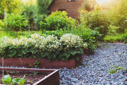 Rustic wooden house with raised vegetable garden beds, strawberry blooming. Growing organic food. Natural country living.