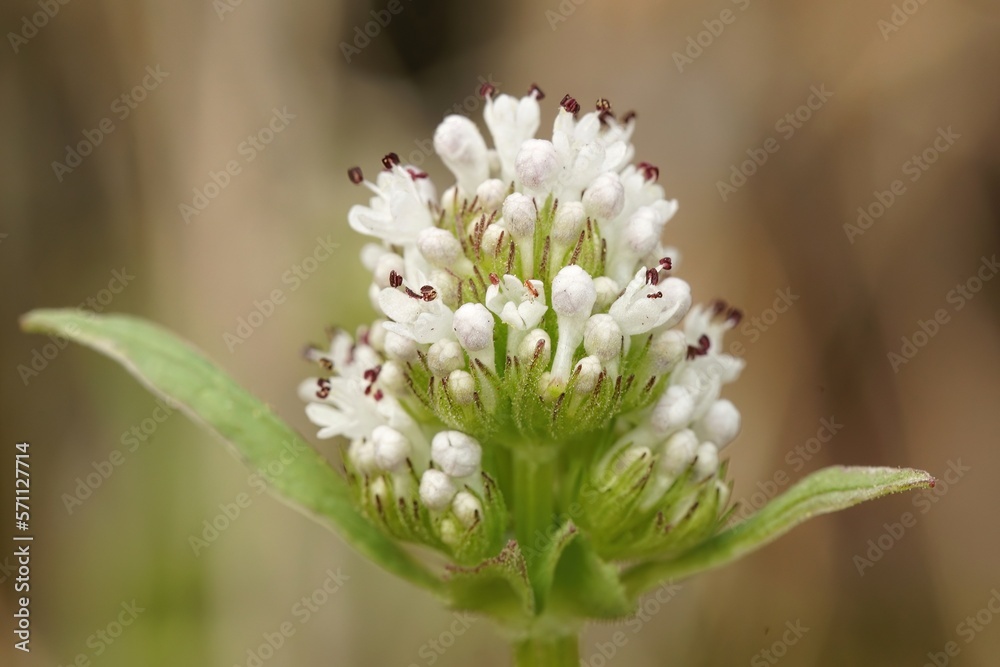 Closeup on the whiteflower of a longhorn seablush, Plectritis macrocera, in Oregon , USA Closeup on the whiteflower of a longhorn seablush, Plectritis macrocera, in Oregon , USA