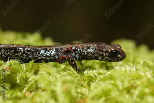 Closeup on the rare and endangered Oregon slender salamander, Batrachoseps wrighti from Columbia river