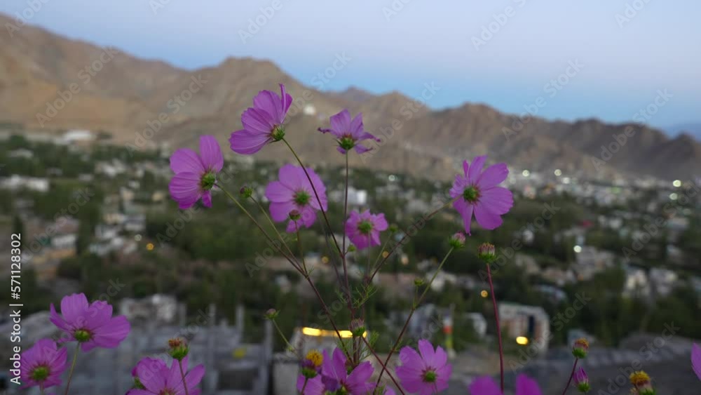 Purple Sulfur Cosmos flower in wind in twilight time at Leh Ladakh, India Purple Sulfur Cosmos flower in wind in twilight time at Leh Ladakh, India