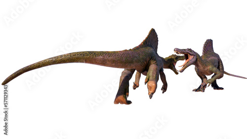 Spinosaurus Fighting in Isolation on Transparent PNG Background