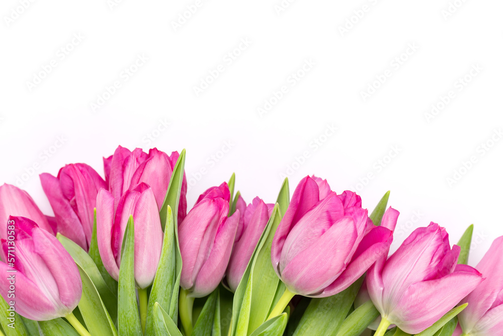 Fresh pink tulip flowers Fresh pink tulip flowers