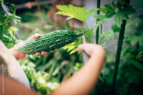 Young asian girl picking home grown bitter melon from vegetable garden photo