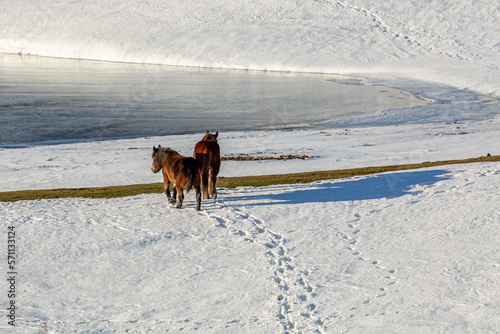 Brown horses walking on the snow on the shore of the Casares de Arbas Reservoir, León, Spain. photo