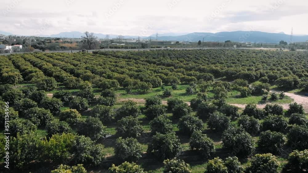 Fruit orchard in Valencia, Spain. Flying over orange green trees growing in rows Fruit orchard in Valencia, Spain. Flying over orange green trees growing in rows