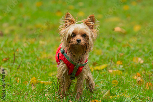Funny Yorkshire terrier puppy in clothes close-up on a background of grass..