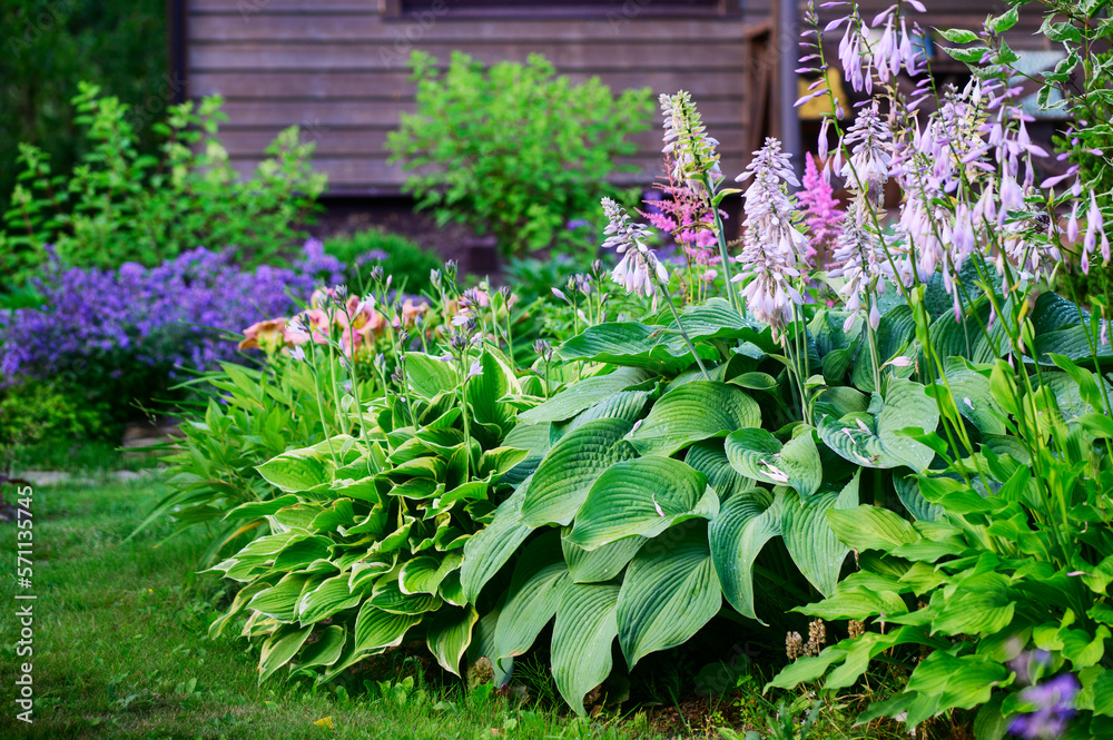 Blooming june or july summer cottage garden. Beautiful view with hosta, day-lily, catnip (nepeta) and wooden house on background